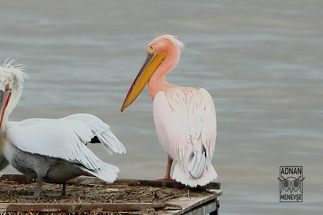 Great White Pelican